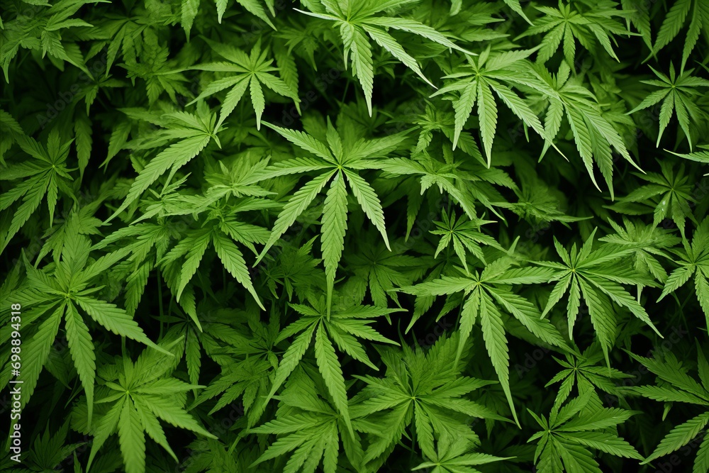 Fototapeta premium Beautiful Cannabis Leaf Pattern Background - Marijuana Plant Natural Texture for Sale