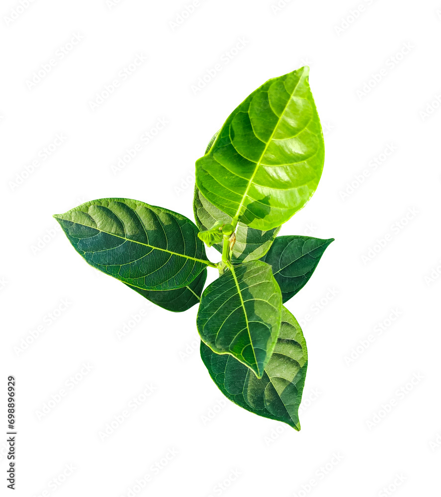 Fototapeta premium a green jackfruit tree leaf branch on a png transparent background, green raw leaf, fresh basil isolated on white background