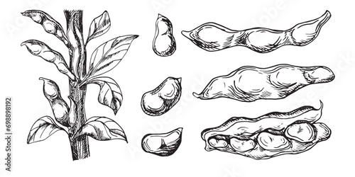 Set with green beans plant vector illustration isolated on white. Red kidney ink hand drawn. Beans pod with leaves black white graphic. Soy beans plant. For design wrapping, ingredients of dishes