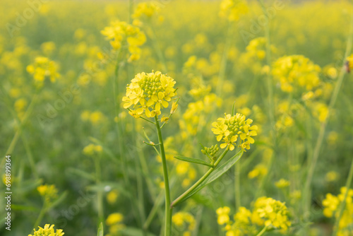 Close up of mustard flowers blooming in the field  selective focus