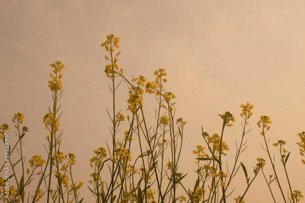 Mustard flowers in the field, closeup of photo.