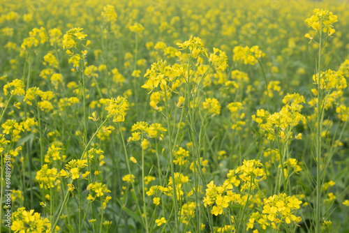Rapeseed field in the spring  closeup of yellow flowers