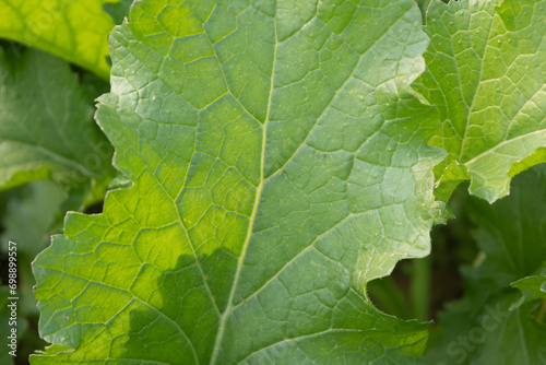 Close up of mustard leaves in the vegetable garden, stock photo