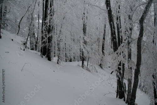 forest with tall pine trees in a snow-covered slope. © Picstocker