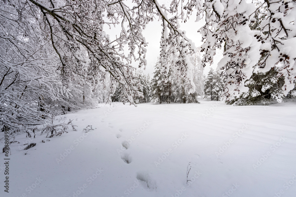 Fototapeta premium Snow-covered tree branches on white. Snowy winter landscape with branches in the foreground.