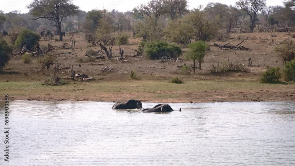 A beautiful sighting on the African savannah of two bathing elephants leaving the water A beautiful sighting on the African savannah of two bathing elephants leaving the water