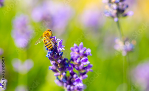 Spring lavender flowers under sunlight. Bees pollinate flowers and collect pollen. Lavender honey. Beautiful landscape of nature with a panoramic view. Hi spring. long banner © Vera