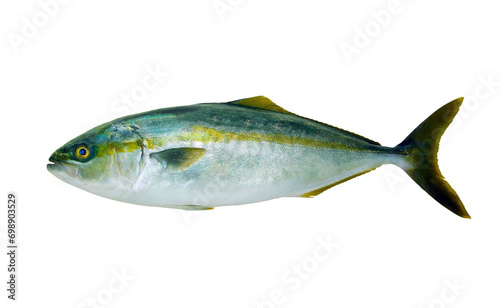 冬の高級鳶魚、ブリ（鰤）の魚体・切り抜き白背景画像
