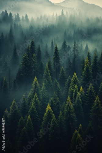 the land of pine trees  rain forest  mist  autumn fog