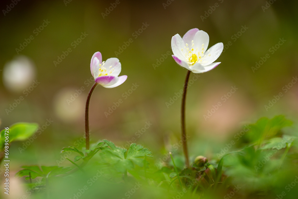 Fototapeta premium 可憐な春のニリンソウの花1