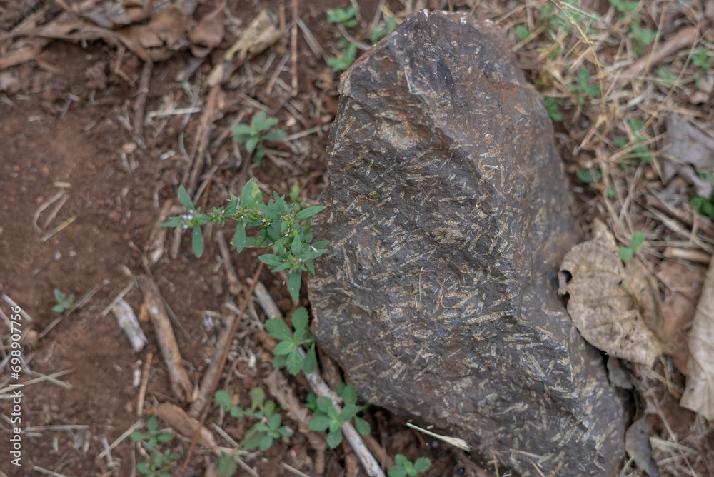 Obraz premium ROCA CON PLÁNTAS FÓSILES 