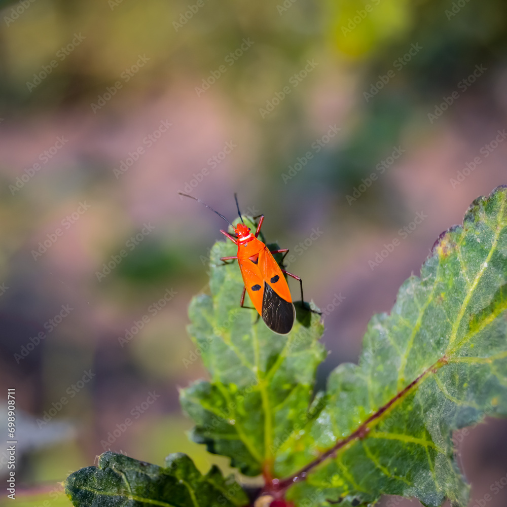 Dysdercus cingulatus is an insect in the family Dysdercus cingulatus. Pyrrhocoridae Or commonly known as red cotton. It is a serious pest of cotton plants. Dysdercus cingulatus. Dysdercus cingulatus is an insect in the family Dysdercus cingulatus. Pyrrhocoridae Or commonly known as red cotton. It is a serious pest of cotton plants. Dysdercus cingulatus.