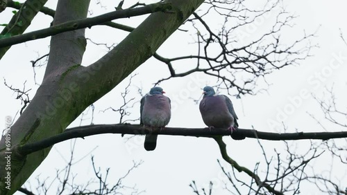 Two wild english wood-pigeon sitting in a tree on a winters day in December. Bird, Wildlife scene photo