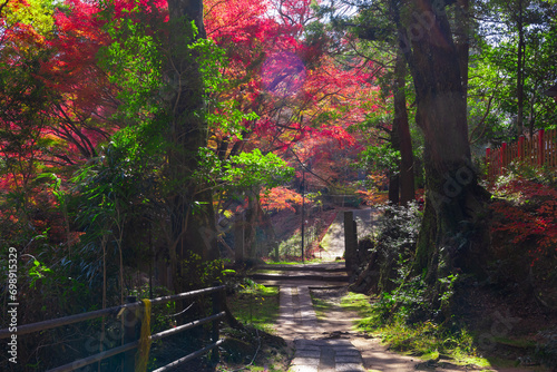 Red leaves at Kasagiyama momiji park in Kyoto in autumn wide shot © tokyovisionaryroom