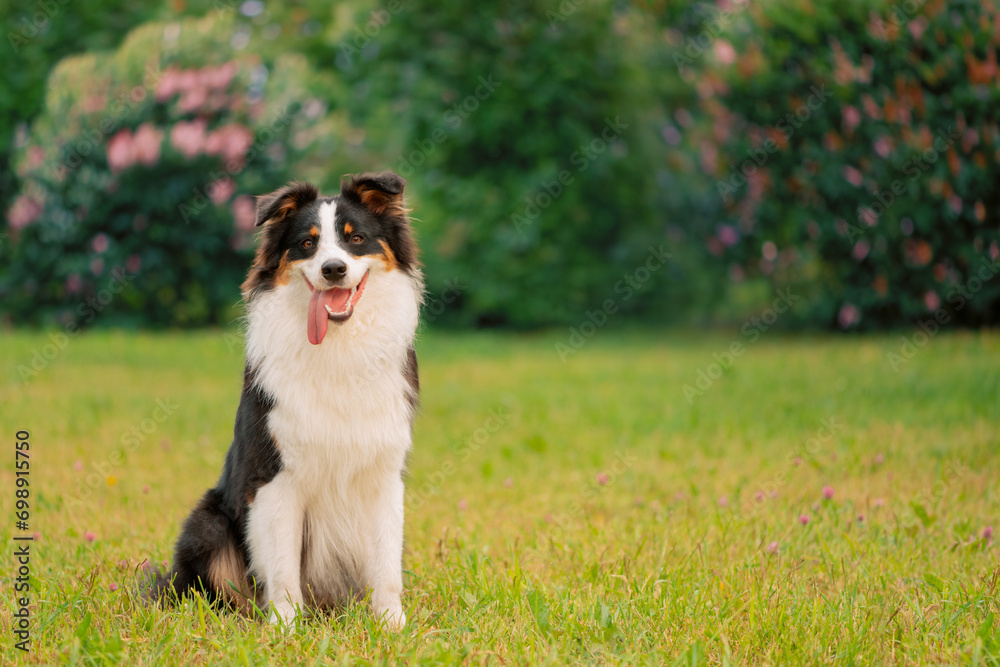 Happy Australian Shepherd with open mouth sitting on grass, front view