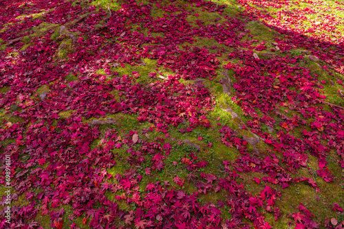 Red leaves on the ground at the park in Kyoto in autumn wide shot © tokyovisionaryroom