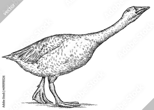 Vintage engraving isolated duck set illustration goose ink sketch. Farm bird background silhouette geese art. Black and white hand drawn vector image