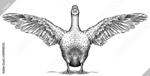 Vintage engraving isolated duck set illustration goose ink sketch. Farm bird background silhouette geese art. Black and white hand drawn vector image