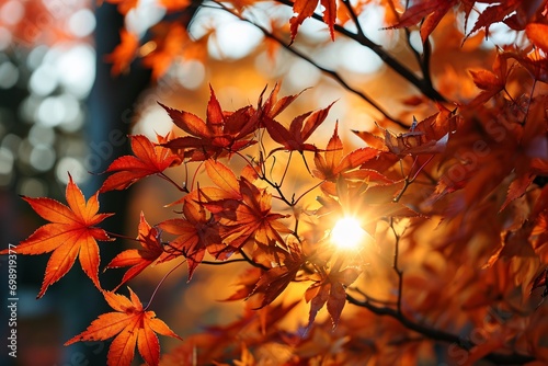 Autumn Leaves in Sunlight