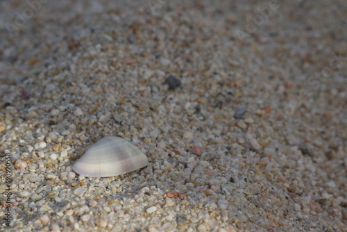 White, small, and flat shell with subtle colours and ridges, textured, macro of shell and sand