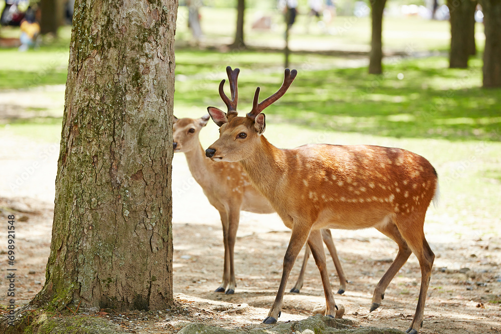 deer in the park deer in the park