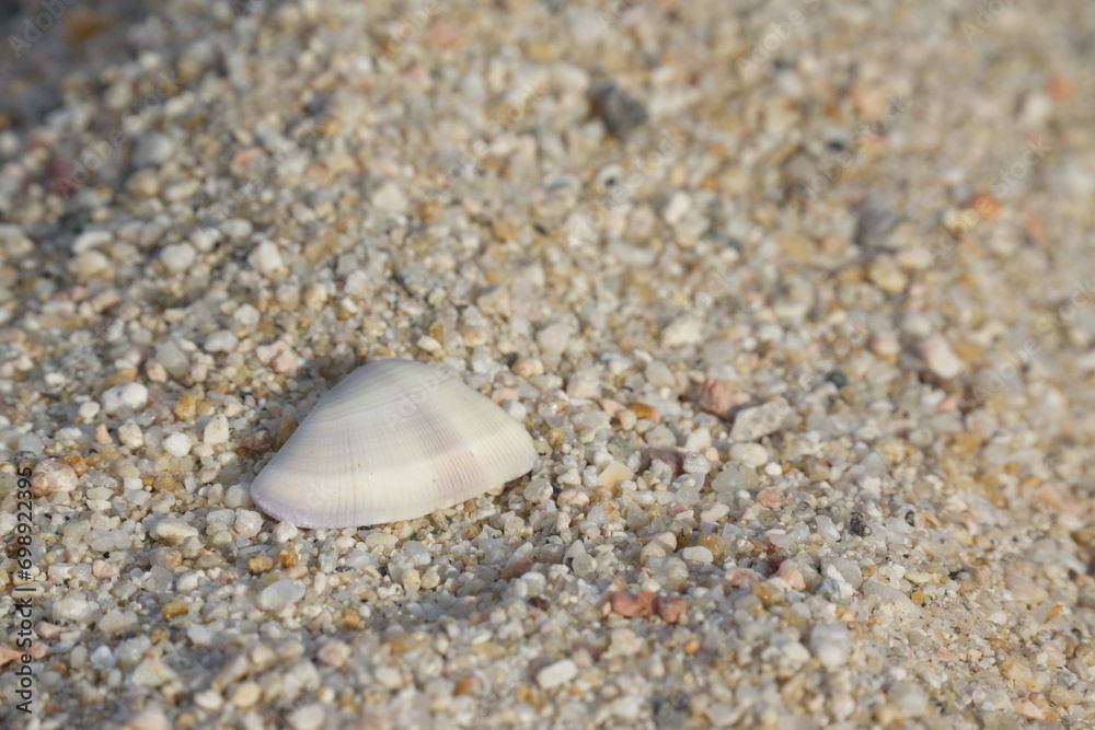 White, small, and flat shell with subtle colours and ridges, textured, macro of shell and sand White, small, and flat shell with subtle colours and ridges, textured, macro of shell and sand