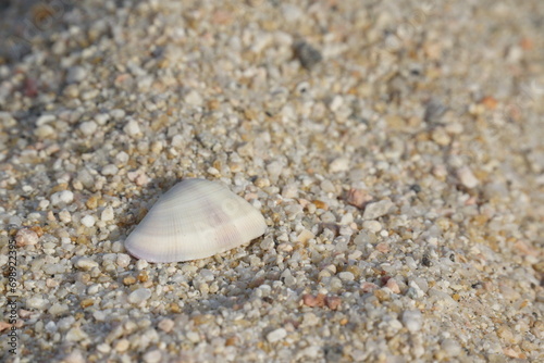 White, small, and flat shell with subtle colours and ridges, textured, macro of shell and sand © Eni
