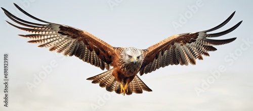 An airborne red kite. © TheWaterMeloonProjec