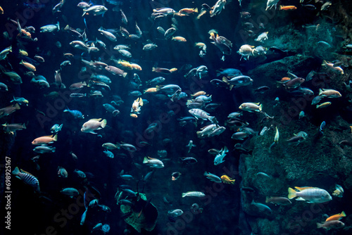 large aquarium exhibition full of various species of colorful fish