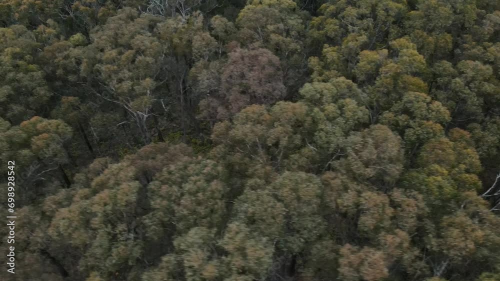 Drone aerial 4K slow pan over native trees and fauna forest in a national park in Australia Drone aerial 4K slow pan over native trees and fauna forest in a national park in Australia