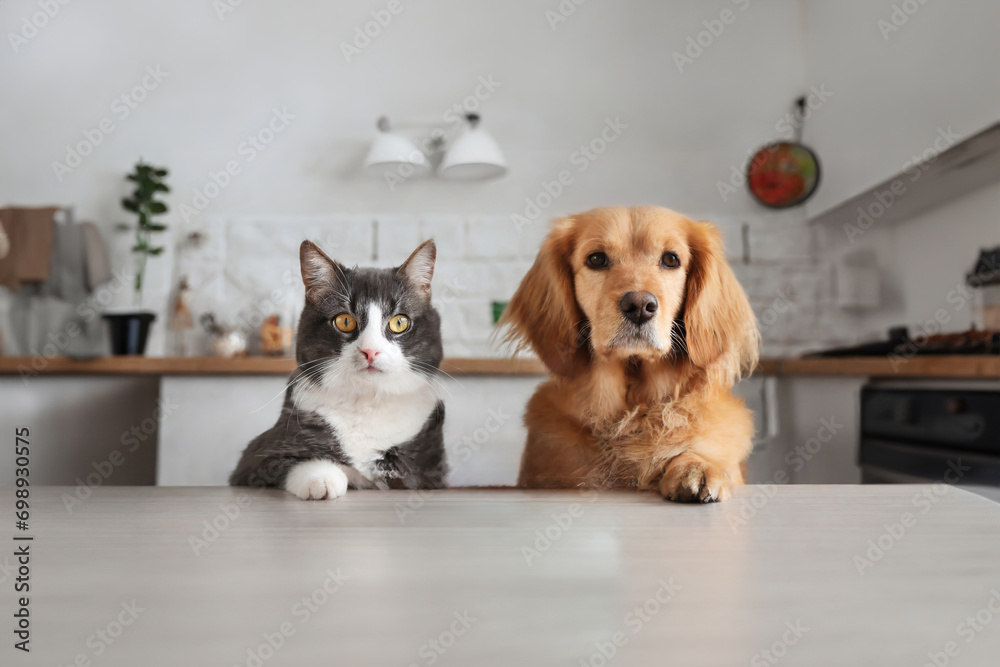  Dog and cat sitting at the table and waiting for food - obrazy, fototapety, plakaty 