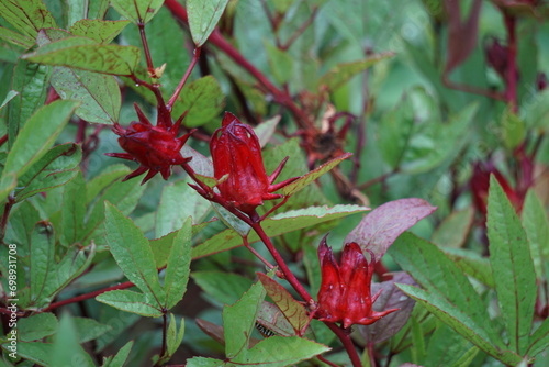 Rosella flower (also called roselle) with a natural background. Use as herbal drink and herbal medicine photo