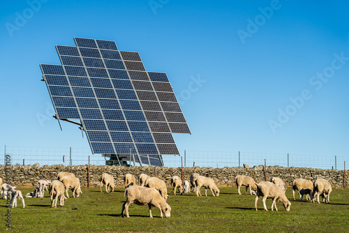 Solar panels of photovoltaic energy in a green meadow where sheep graze with their young