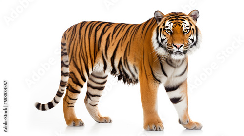 royal tiger isolated on white background  AI Generative.