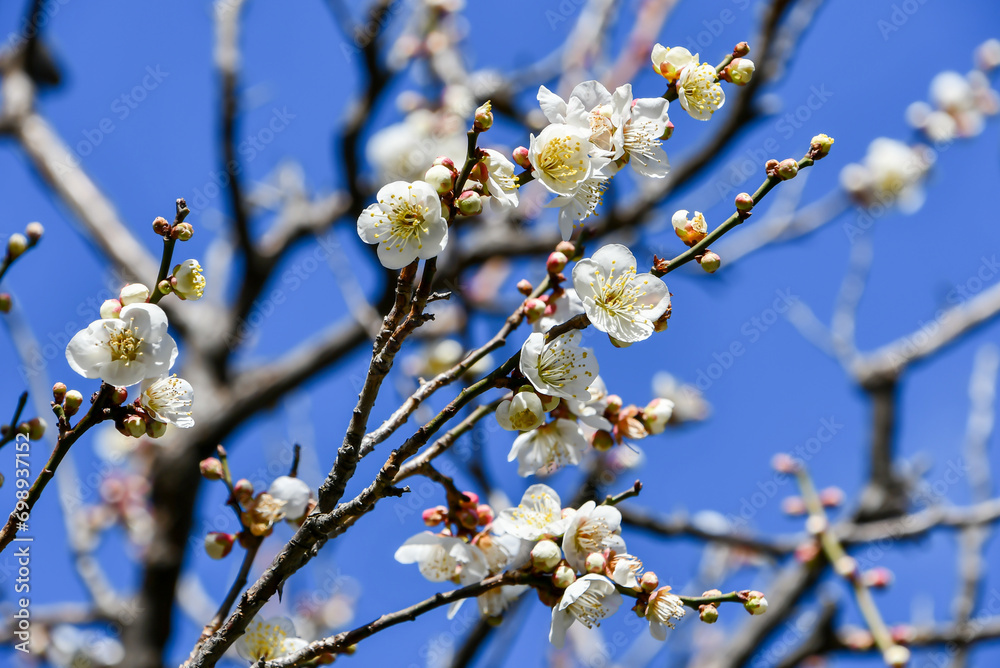 春の訪れを告げる梅の花