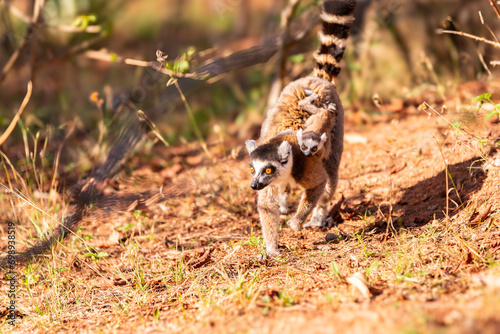 Africa, Madagascar, Anosy, Berenty Reserve. Ring-tailed lemur, Lemur catta. Portrait of a female and baby. photo