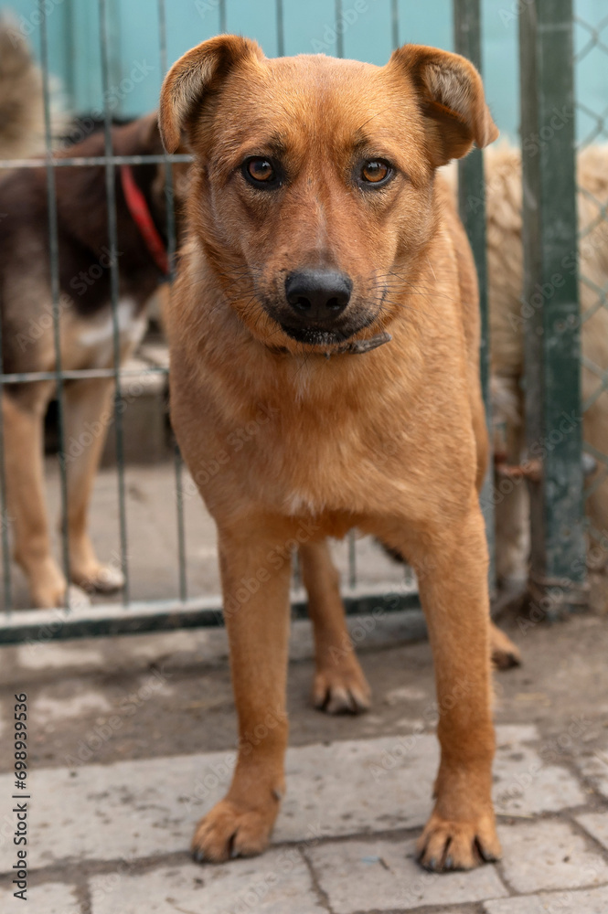 Dog waiting for adoption in animal shelter. Homeless dog in the shelter. Dog waiting for adoption in animal shelter. Homeless dog in the shelter.