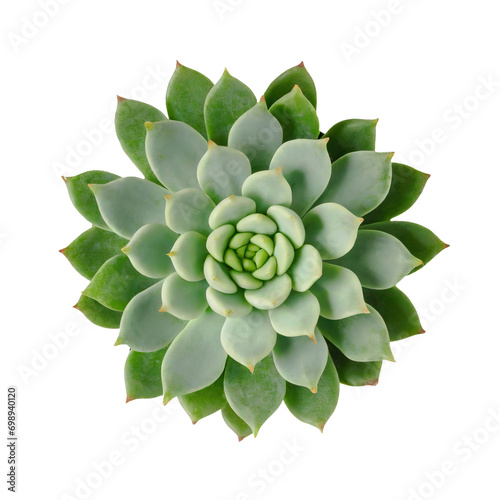 Succulent plant - isolated on transparent background