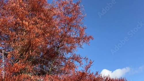 Autumn red leaves of Metasequoia glyptostroboides tree Dawn redwood, water fir, water larch conifer tree  photo