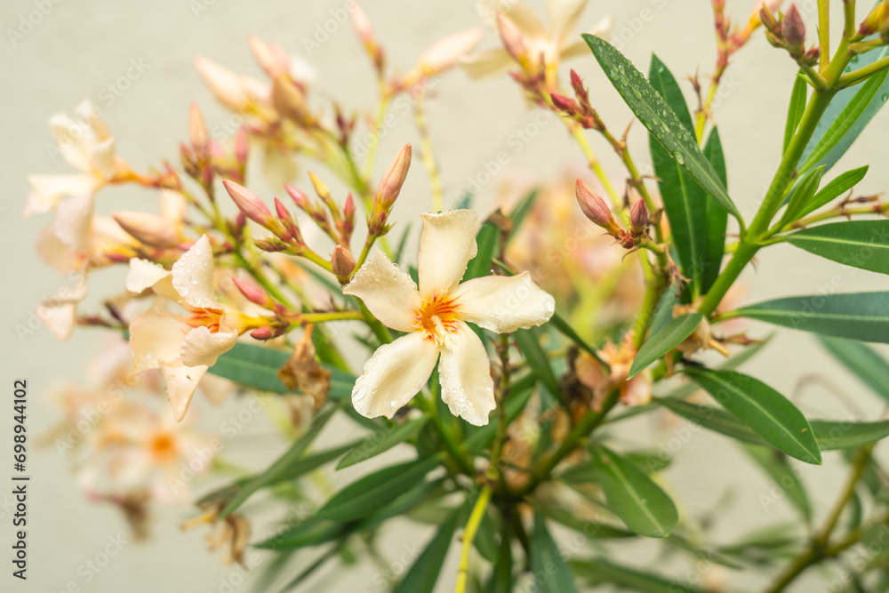 Fototapeta premium Nerium oleander