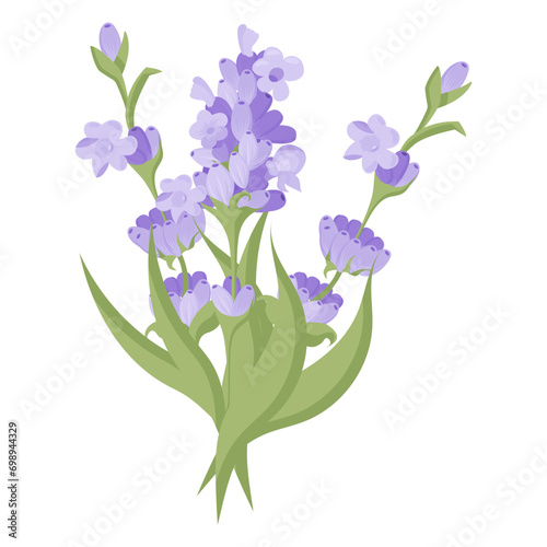 Bouquet of lavender flowers. Campasia made of purple and lilac twigs for your design. Vector illustration isolated on white background.