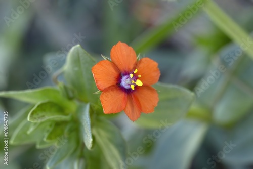 Lysimachia arvensis, pimpinela arvensis, Anagallis arvensis, scarlet pimpernel, red pimpernel, red chickweed isolated outdoors photo