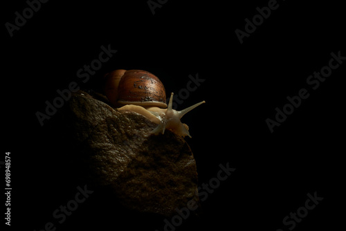 Dive into the microscopic magic of nature with these captivating images of a snail resting on a stone. Focal lighting highlights every detail of the intricate shell and the texture of the stone, creat photo