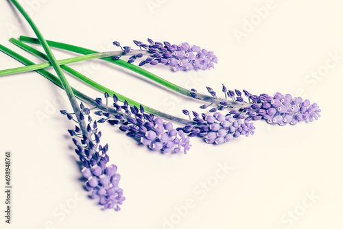 Lavender sprigs on a white background
