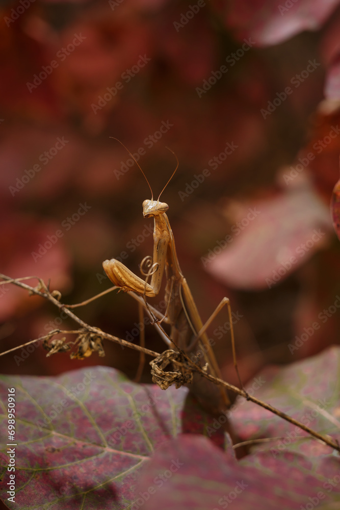 beautiful european mantid or praying mantiss religiosa on red smoke tree leaves, coggygria cotinus. Soft focused vertical macro shot beautiful european mantid or praying mantiss religiosa on red smoke tree leaves, coggygria cotinus. Soft focused vertical macro shot