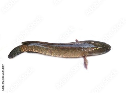 Channa striata, the striped snakehead, is a species of snakehead fish. It is also known as the common snakehead, chevron snakehead, or snakehead murrel and generally referred simply as mudfish photo