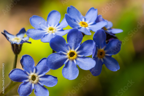 Blue little forget me not flowers on a green background on a sunny day in springtime macro photography. Blooming Myosotis wildflowers with blue petals on a summer day close-up photo © Oleh Marchak