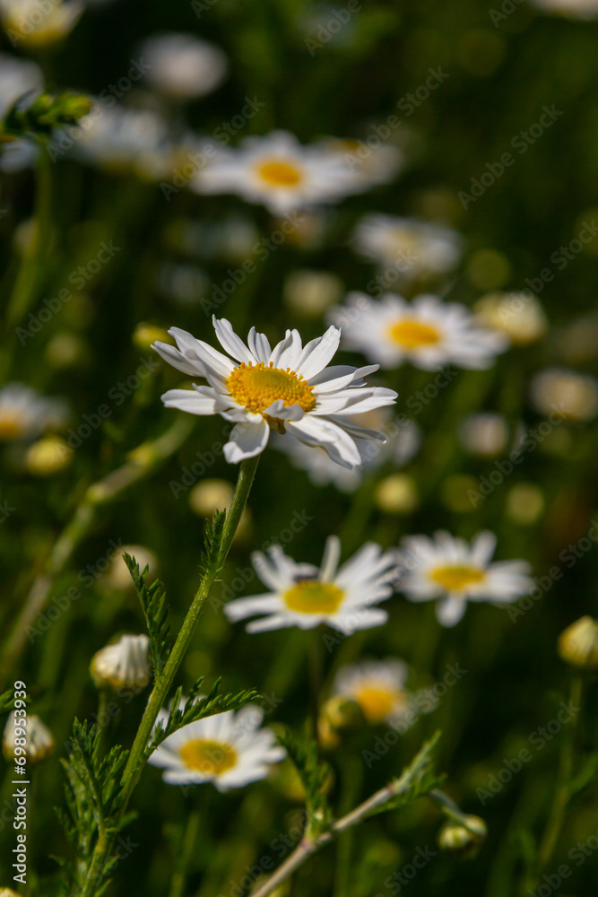 Flesh Flies belong to the family Sarcophagidae. Tripleurospermum inodorum, wild chamomile, mayweed, false chamomile, and Baldr s brow, is the type species of Tripleurospermum Flesh Flies belong to the family Sarcophagidae. Tripleurospermum inodorum, wild chamomile, mayweed, false chamomile, and Baldr s brow, is the type species of Tripleurospermum