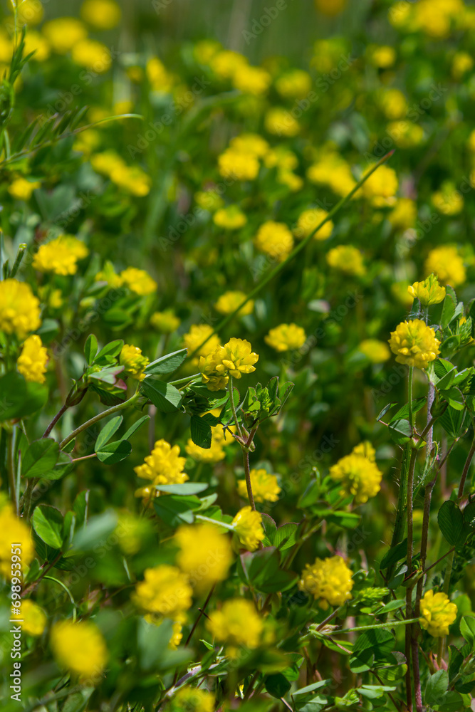 Trifolium campestre or hop trefoil flower, close up. Yellow or golden clover with green leaves. Wild or field clover is herbaceous, annual and flowering plant in the bean or legume family Fabaceae