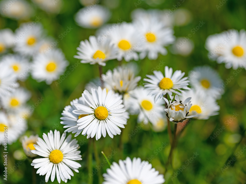 Gänseblümchen, Bellis perennis, in einer Nahaufnahme